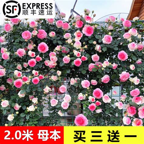 爬藤玫瑰種植|爬藤薔薇怎麼種植才能爬牆 —【發財農業網】